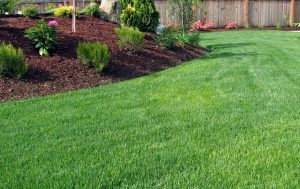 belle pelouse jardin